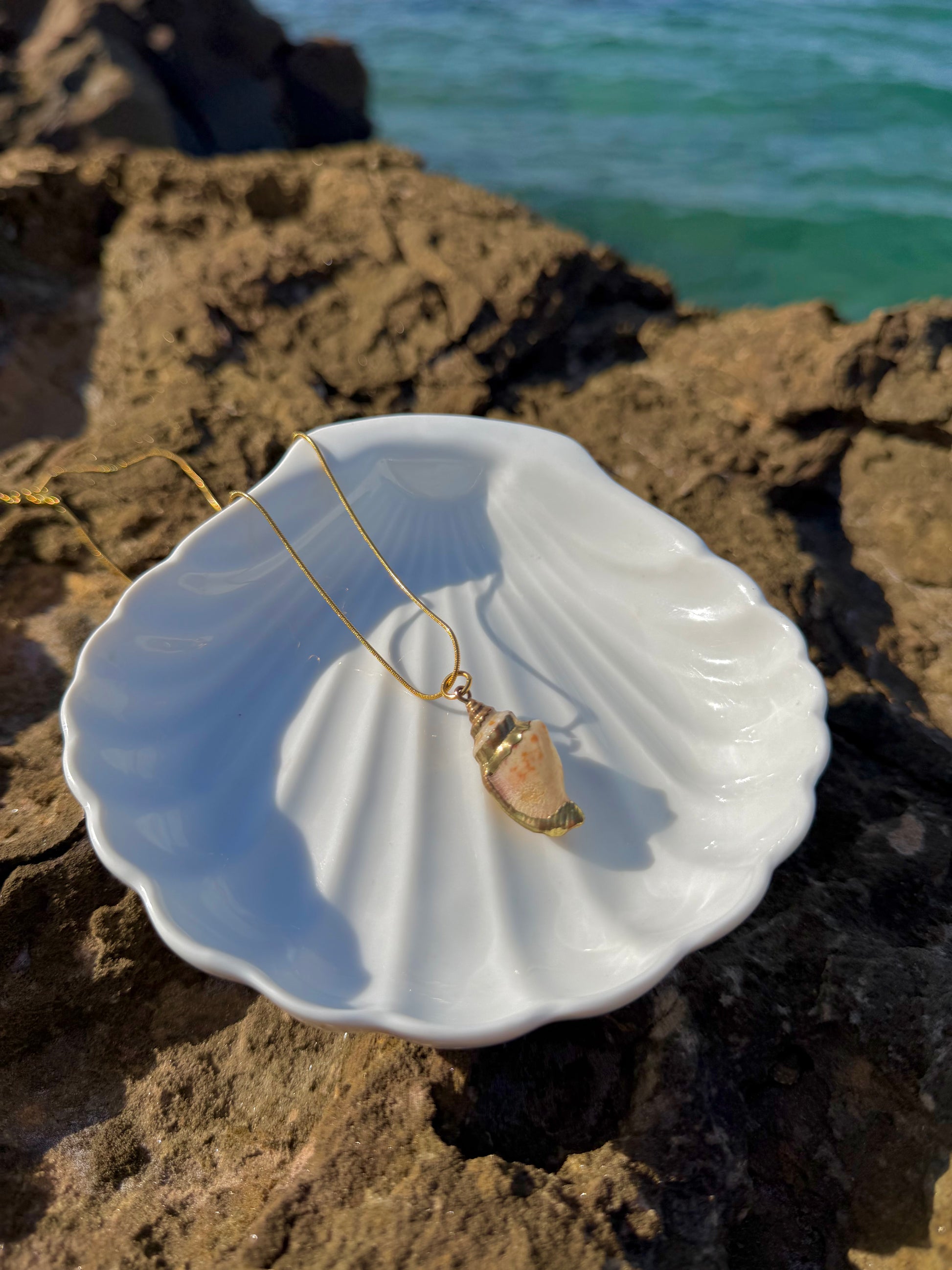 white shell